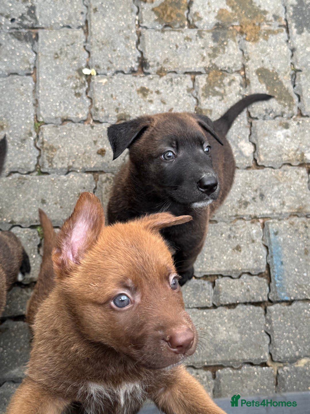 German Shepherd dogs for sale: German shepherd puppies  - Image 4