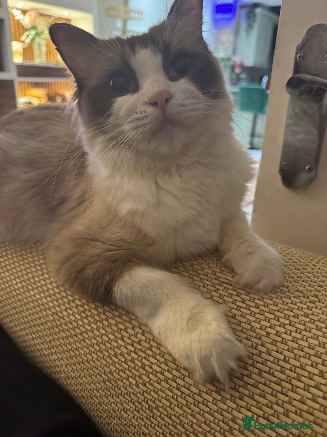 Ragdoll cats for sale: Fluffy pure Ragdoll boys looking for 5 star home  - Image 16