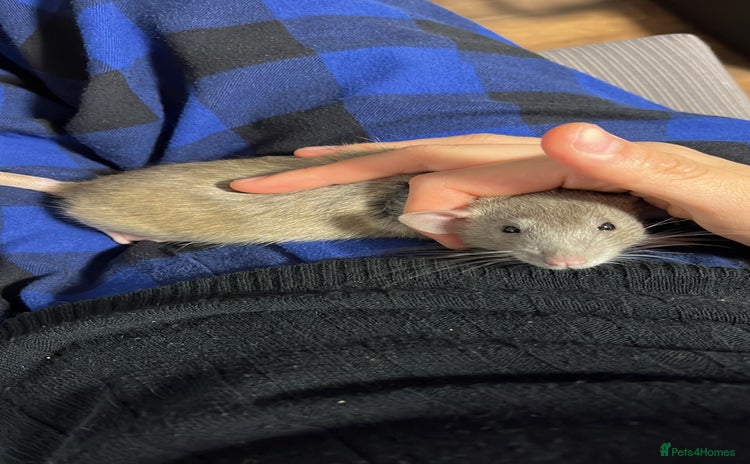 Rat rodents - Advert 1