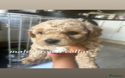 Poochon dogs for sale: Poochon Puppies - Image 3