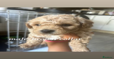 Poochon dogs - Advert 13