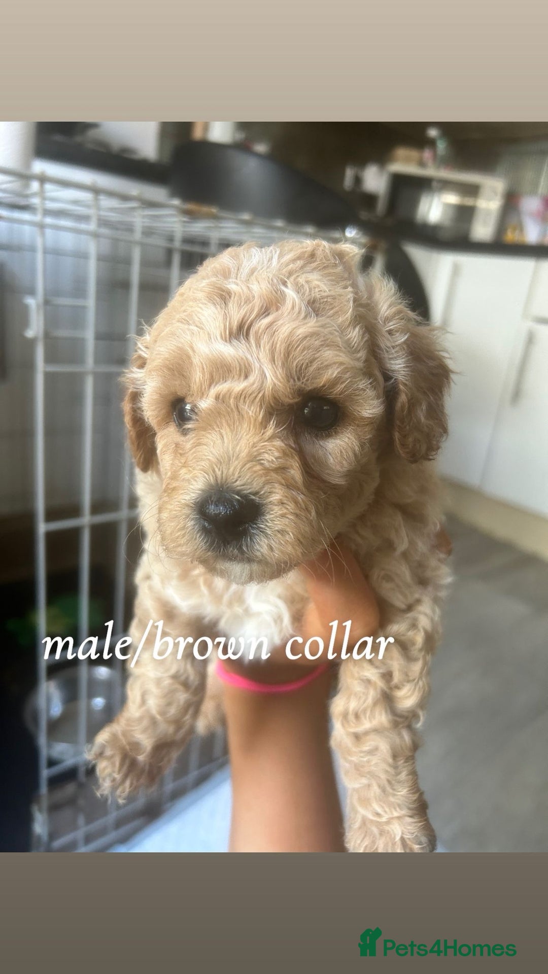 Poochon dogs for sale: Poochon Puppies - Image 3
