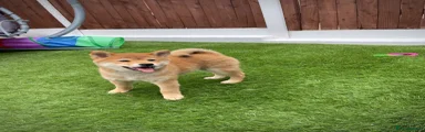 Japanese Shiba Inu Puppy 2