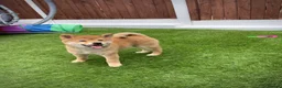 Japanese Shiba Inu dogs for sale: KC registered Japanese Shiba Inu puppies - Advert 38
