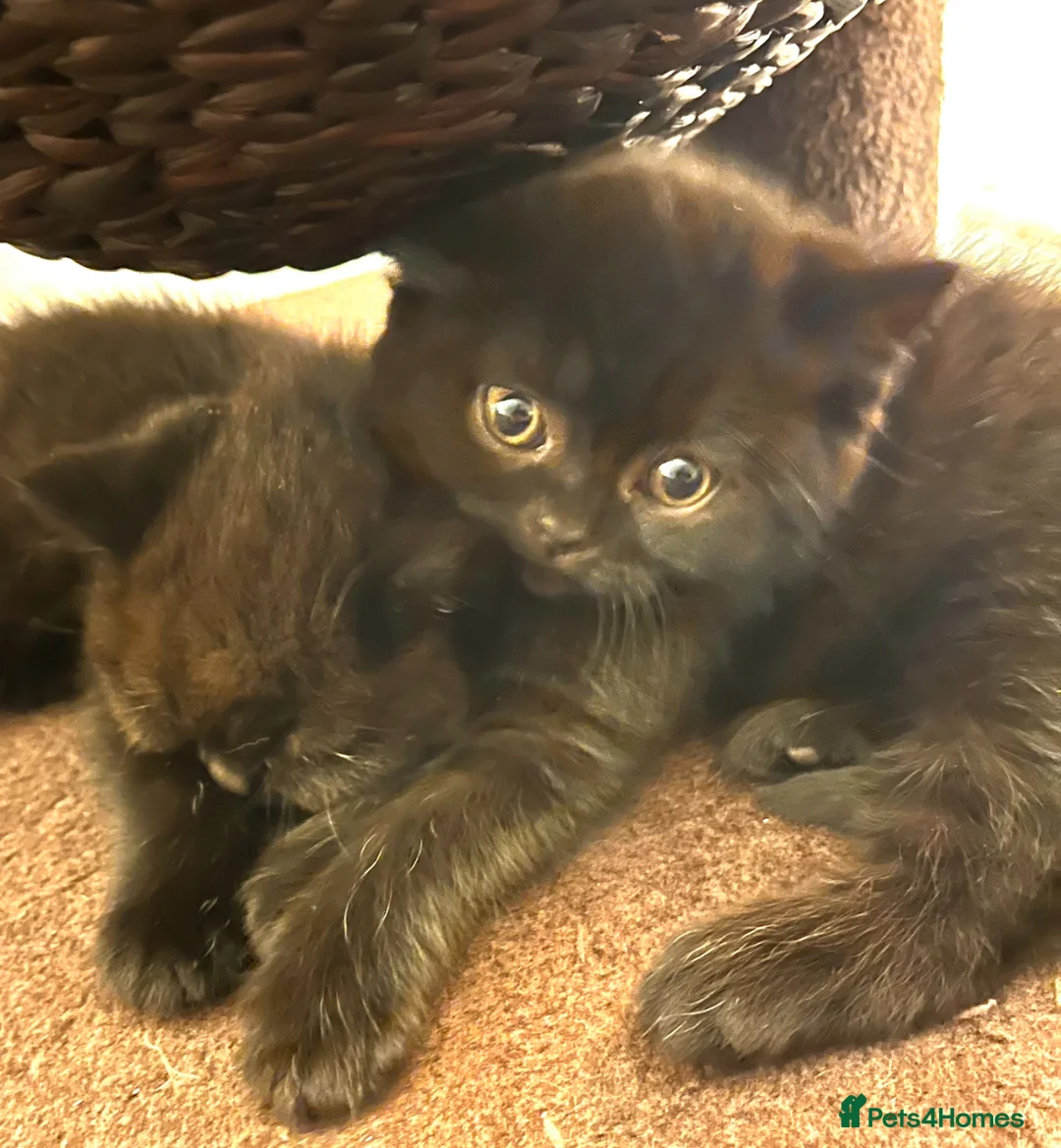 British Shorthair cats for sale: 5 British Shorthair Kittens - Advert 1