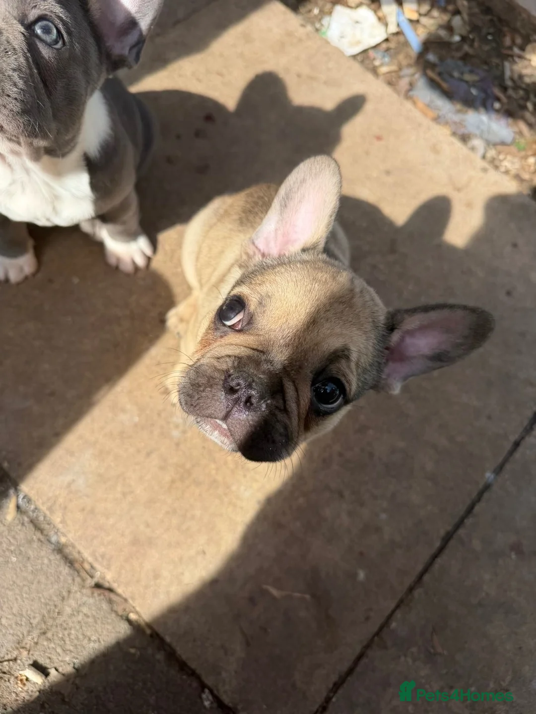 French Bulldog dogs for sale: Frenchbull dog - Advert 2