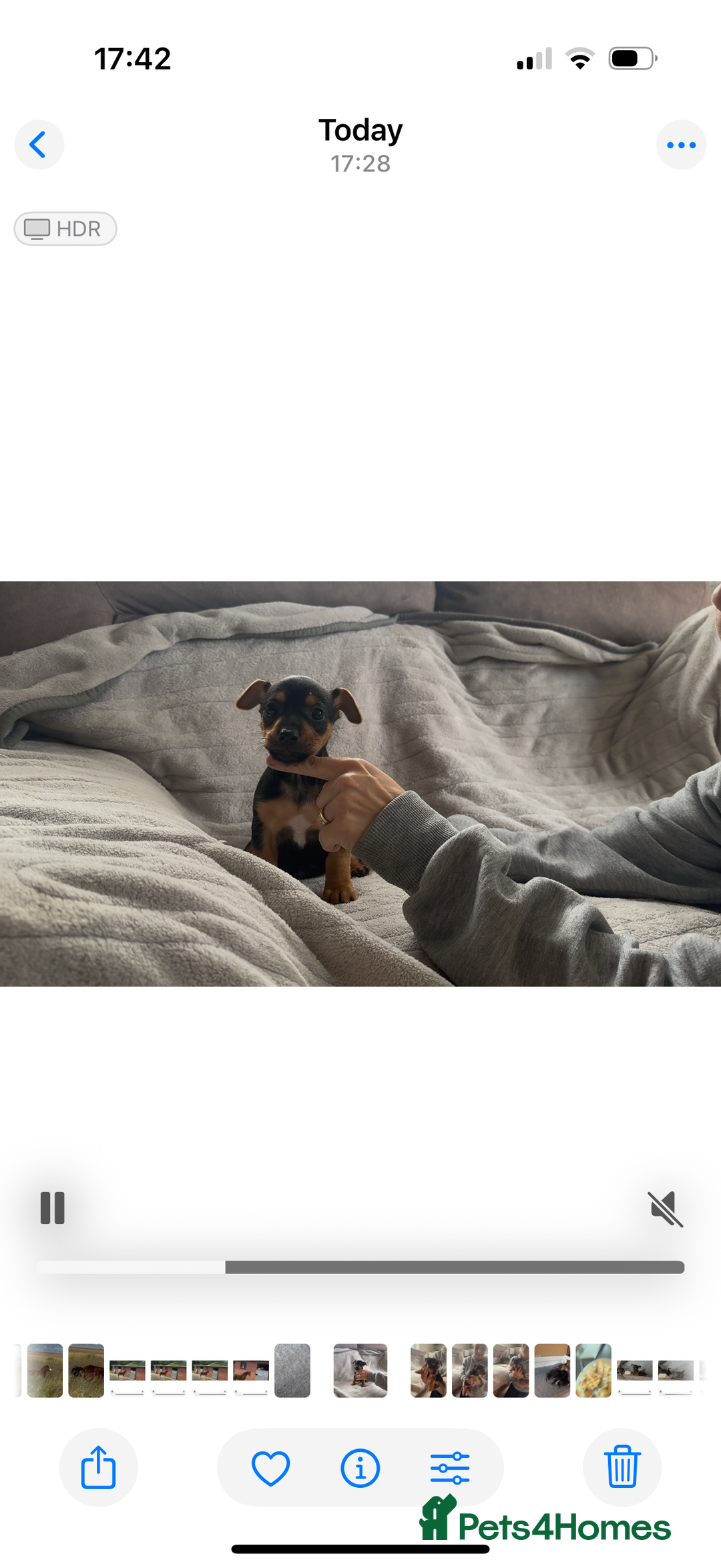 Jack Russell dogs for sale: Beautiful Jack Russell pups - Image 7