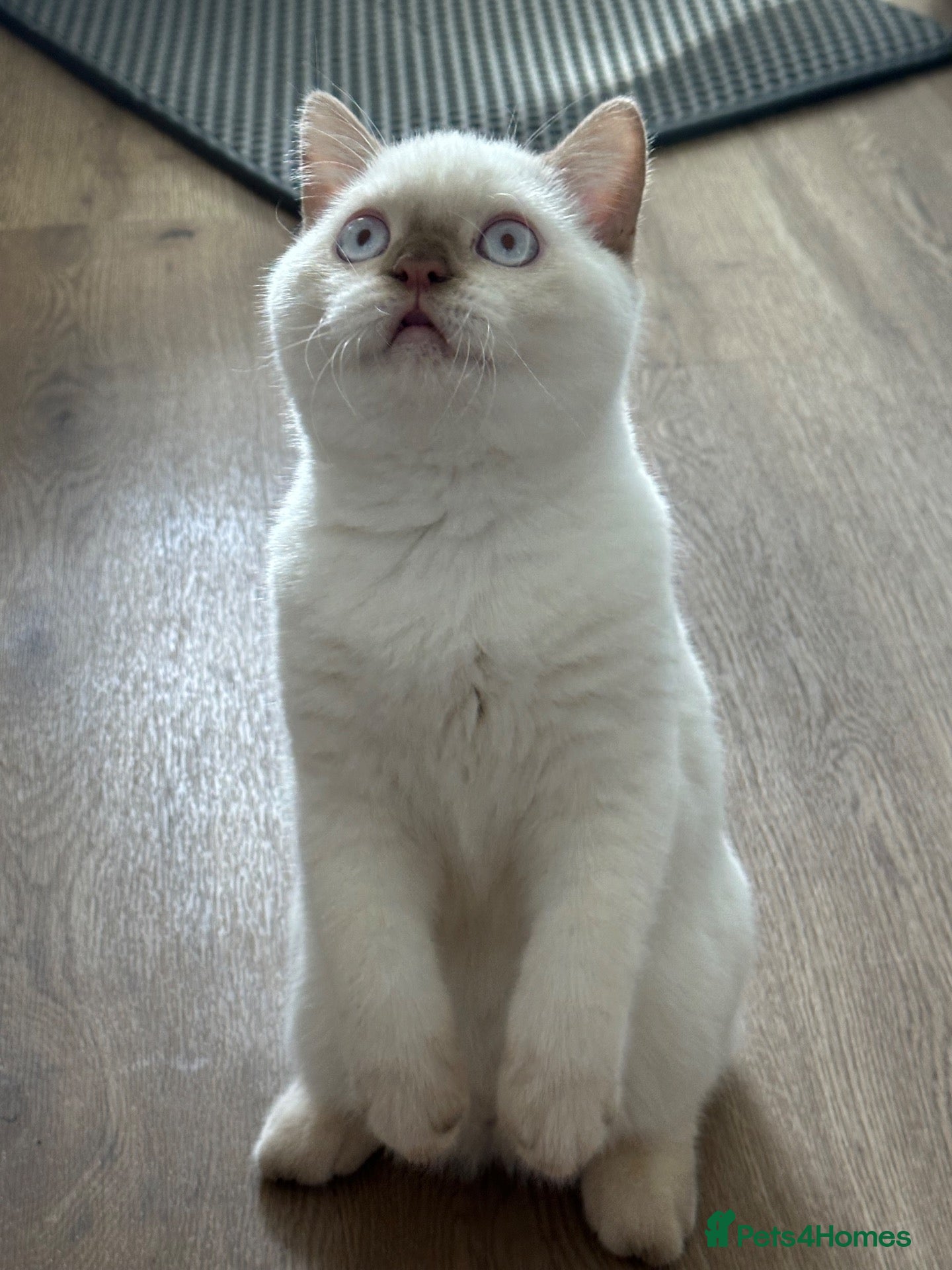 British Shorthair cats British shorthair rare colors  - Advert 2
