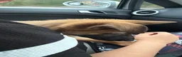 Belgian Shepherd Dog dogs for sale: Belgium shepherd  - Advert 4
