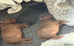 Labrador Retriever dogs for sale: 1 beautiful KC chunky show chocolate boy 4 wks - Image 7