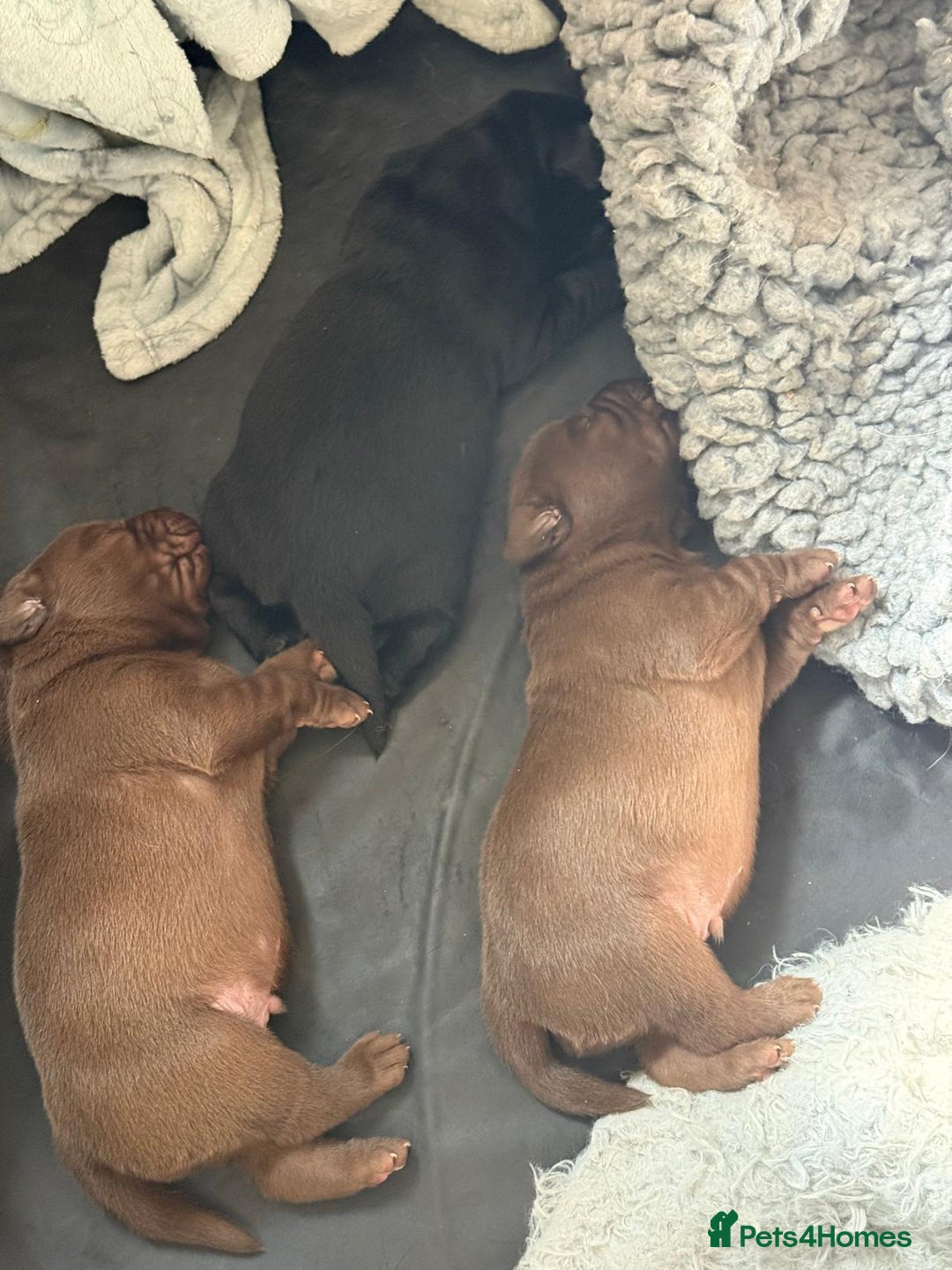 Labrador Retriever dogs for sale: 1 beautiful KC chunky show chocolate boy 4 wks - Image 7