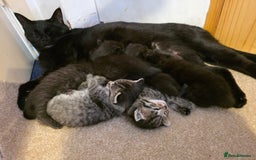 Mixed Breed cats for sale: Ghost tabby - Image 7