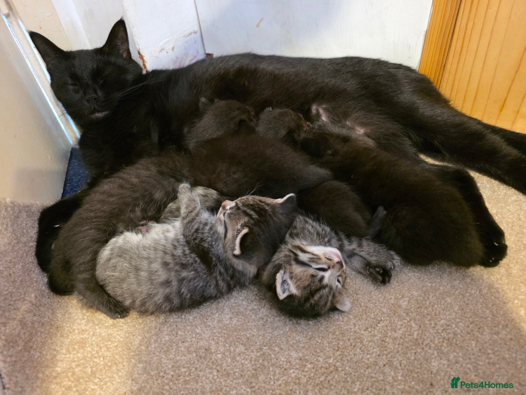 Mixed Breed cats for sale: Ghost tabby - Image 7