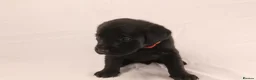 Labrador Retriever dogs for sale: 🐾🧡 BEAUTIFUL WORKING LABRADOR PUPPIES 🧡🐾 - Advert 15