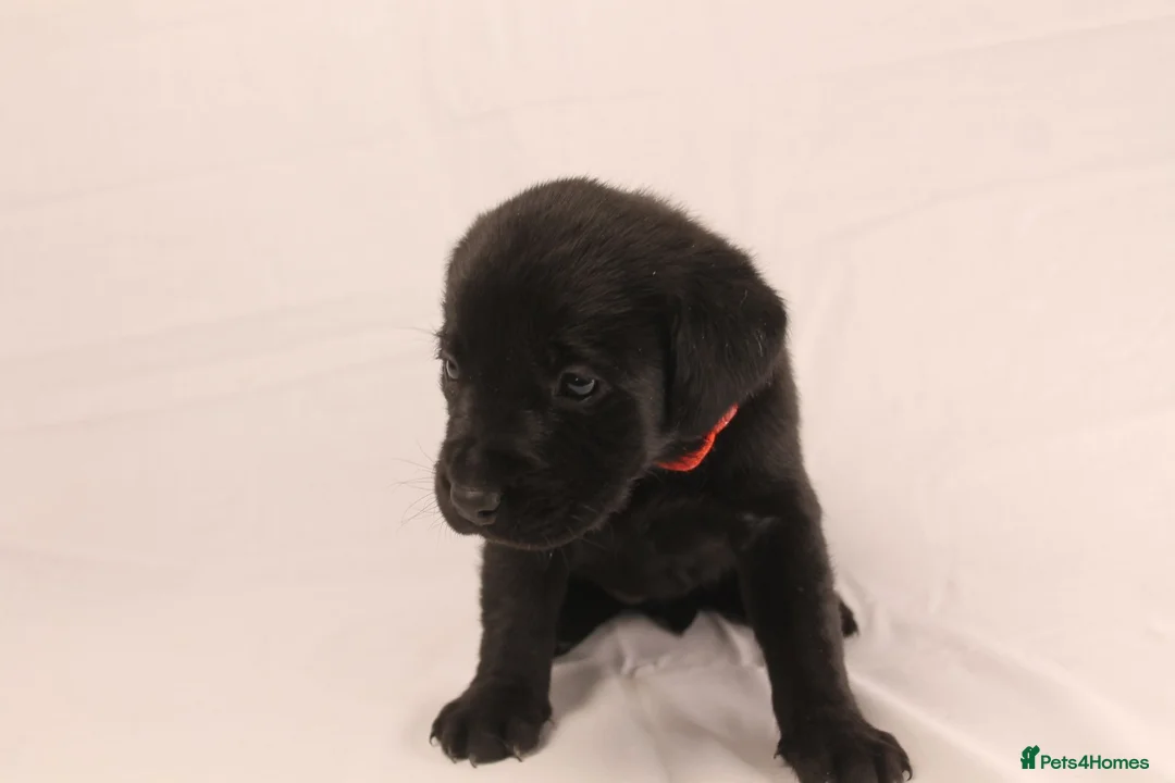 Labrador Retriever dogs for sale: 🐾🧡 BEAUTIFUL WORKING LABRADOR PUPPIES 🧡🐾 - Advert 15