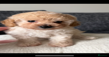 Cavapoo dogs - Advert 1