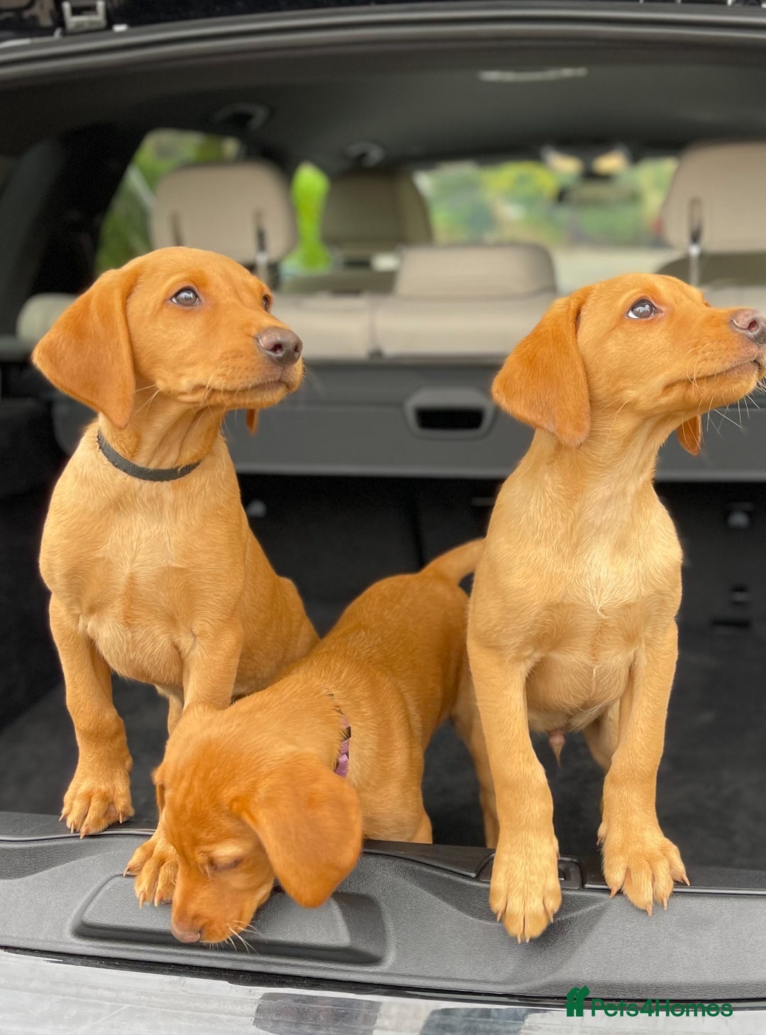 Labrador Retriever dogs for sale: Fox Red Labrador Puppies  - Image 8