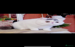 Persian cats for sale: Ready for something special? - Image 6