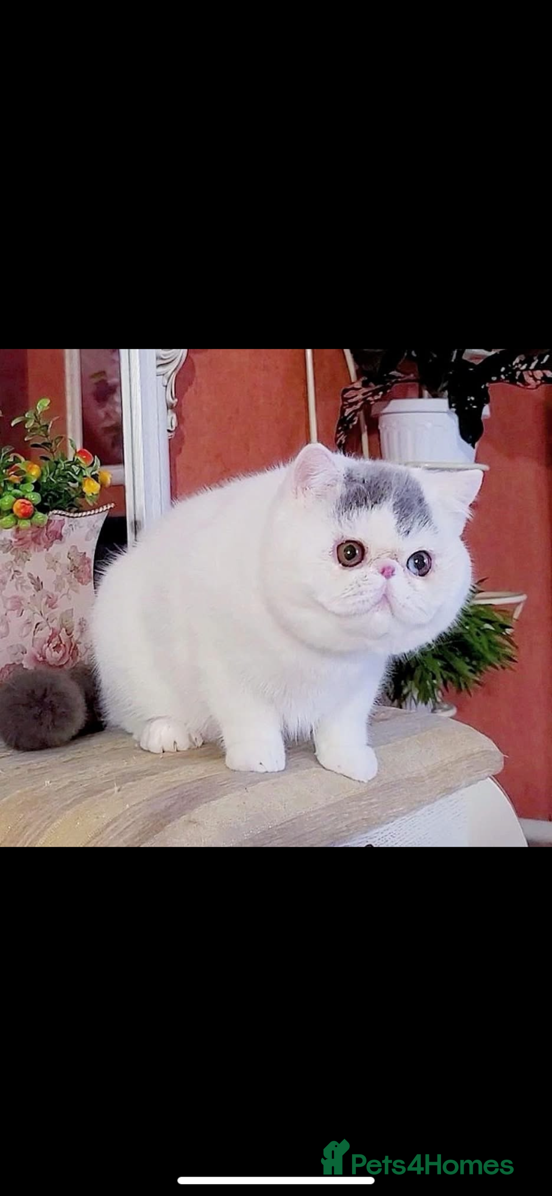 Persian cats for sale: Ready for something special? - Image 6
