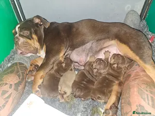 English Bulldog dogs English bulldog pups for sale - Advert 6