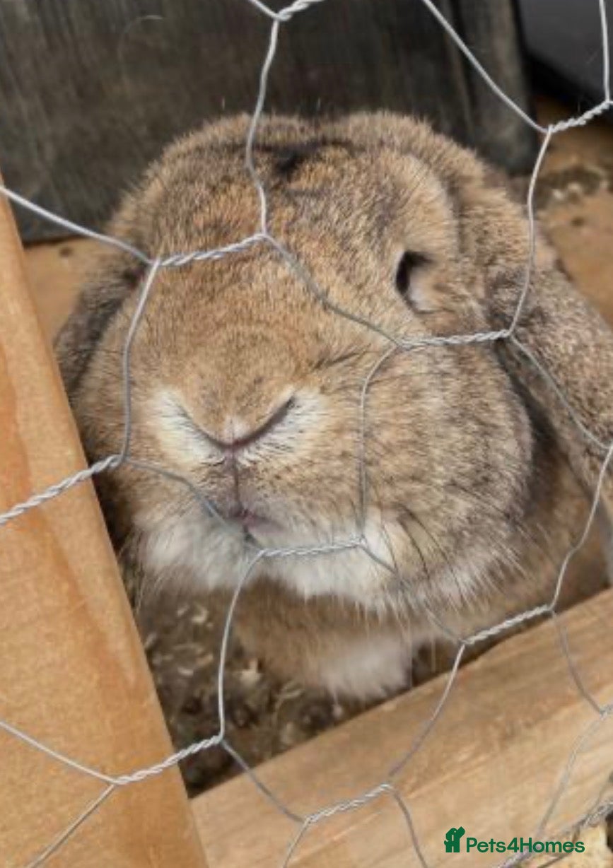 Mini Lop rabbits Rabbit mini lop beautiful needing re-homed  - Advert 1