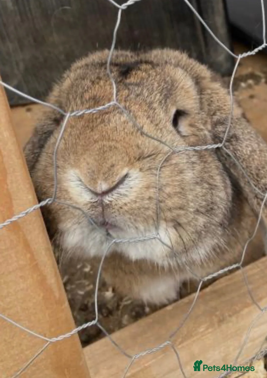 Mini Lop rabbits for sale: Rabbit mini lop beautiful needing re-homed  - Advert 1