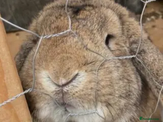 Mini Lop rabbits Rabbit mini lop beautiful needing re-homed - Advert 3