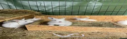 Californian rabbits for sale: Californian New Zealand baby rabbits small holding in Northampton - Advert 2