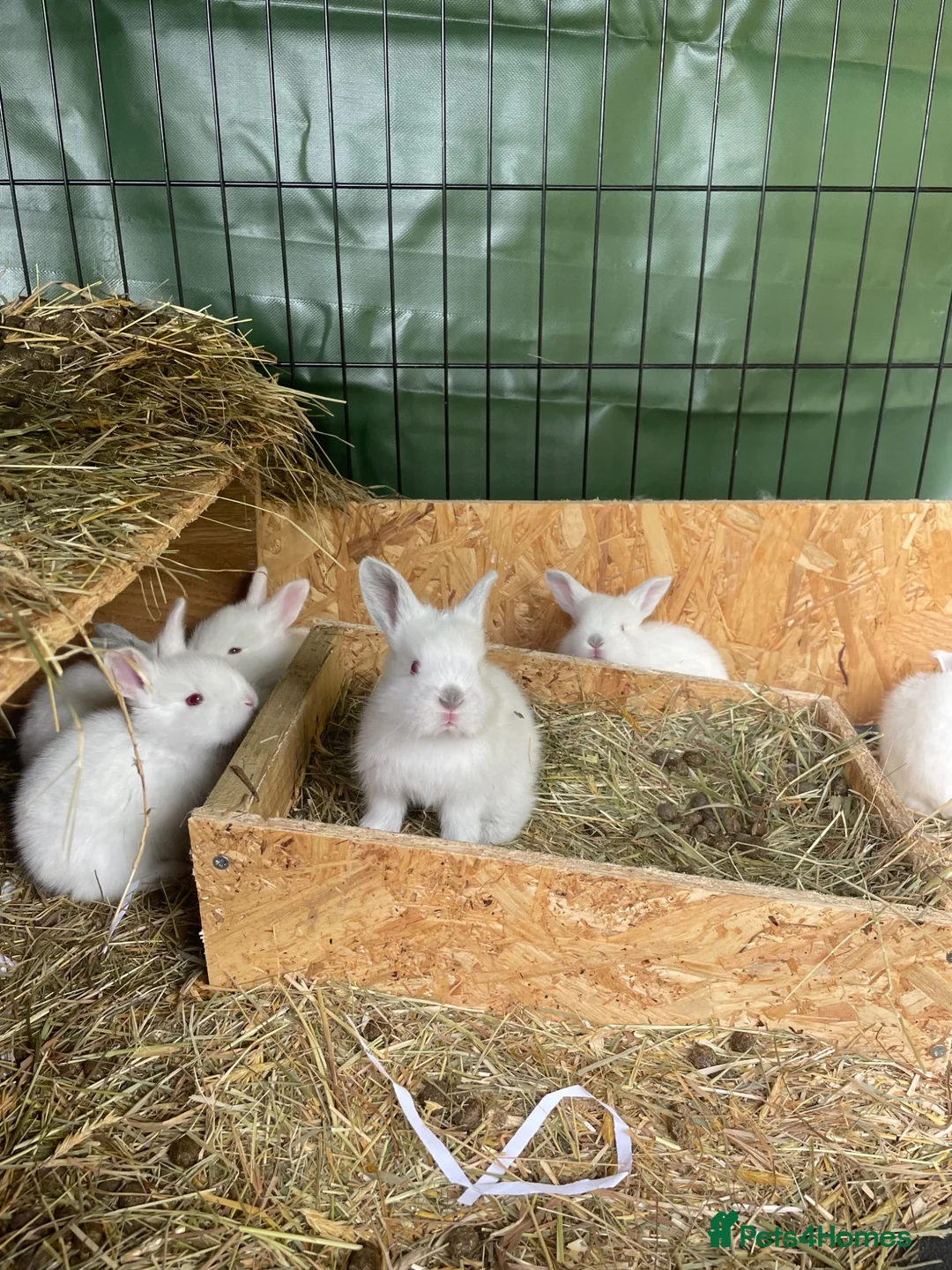 Californian rabbits for sale: Californian New Zealand baby rabbits small holding in Northampton - Advert 2