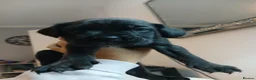 Cane Corso dogs for sale: Full breed cane corso puppies - Advert 8