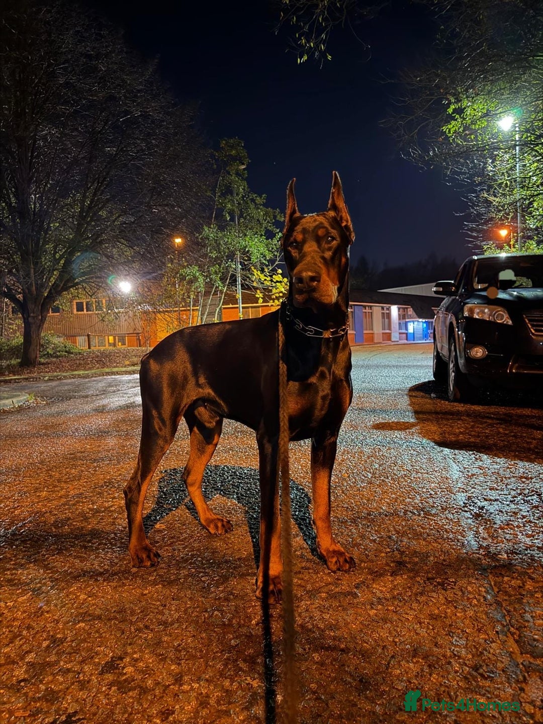 Dobermann dogs for sale: European Male Doberman imported from - Advert 5