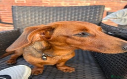 Mixed Breed dogs for sale: Dachshund for rehoming  - Image 3