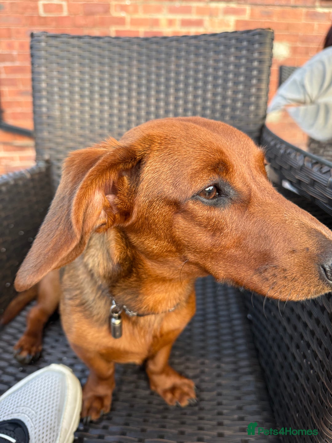 Mixed Breed dogs for sale: Dachshund for rehoming  - Image 3