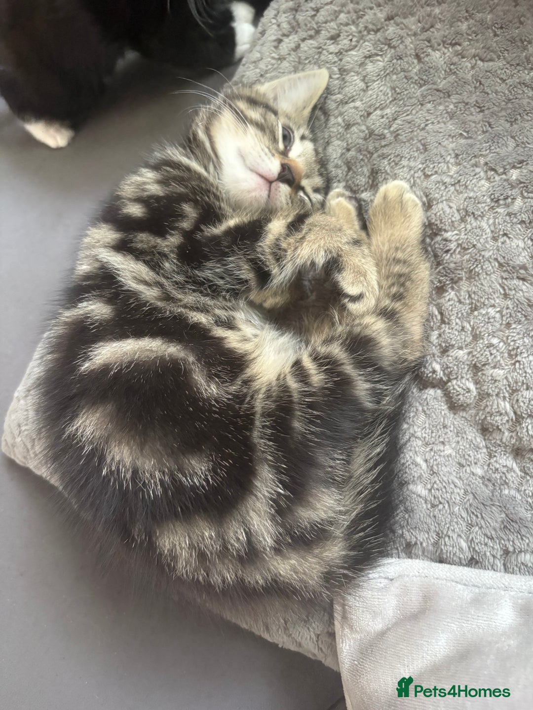 Mixed Breed cats for sale: Mixed breed  - Image 12