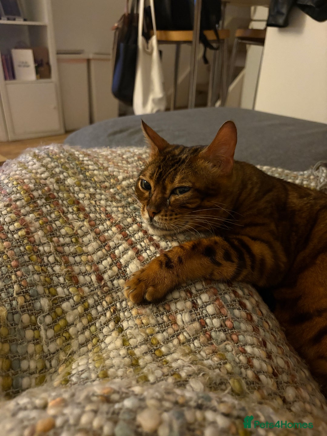 Bengal cats for sale: Lovely Bengal Cat for indoor home.  - Advert 9