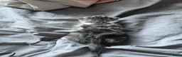 Mixed Breed cats for sale: beautiful kittens ready for adoption  - Advert 3