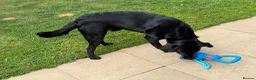 Labrador Retriever dogs for sale: Black Labrador Retriever in Alfreton - Advert 6