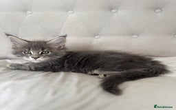 Maine Coon cats for sale: 4 big pure gorgeous Mainecoon boys  - Image 13