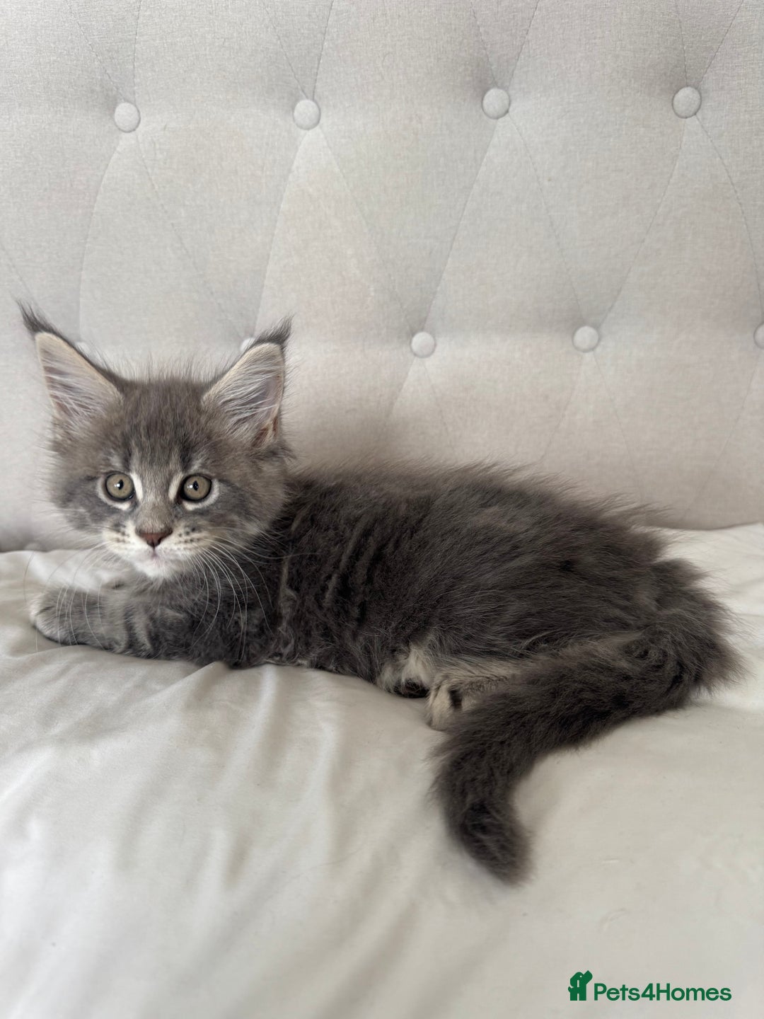 Maine Coon cats for sale: 4 big pure gorgeous Mainecoon boys  - Image 13