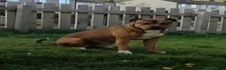 Staffordshire Bull Terrier dogs for sale: Staffy Puppies - Advert 11