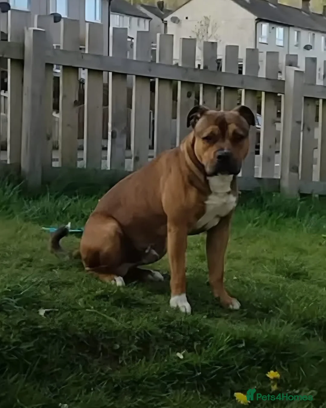 Staffordshire Bull Terrier dogs for sale: Staffy Puppies - Advert 11