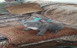 French Bulldog dogs for sale: . ffrench micro bull terrier puppy.14 weeksksks  - Image 4