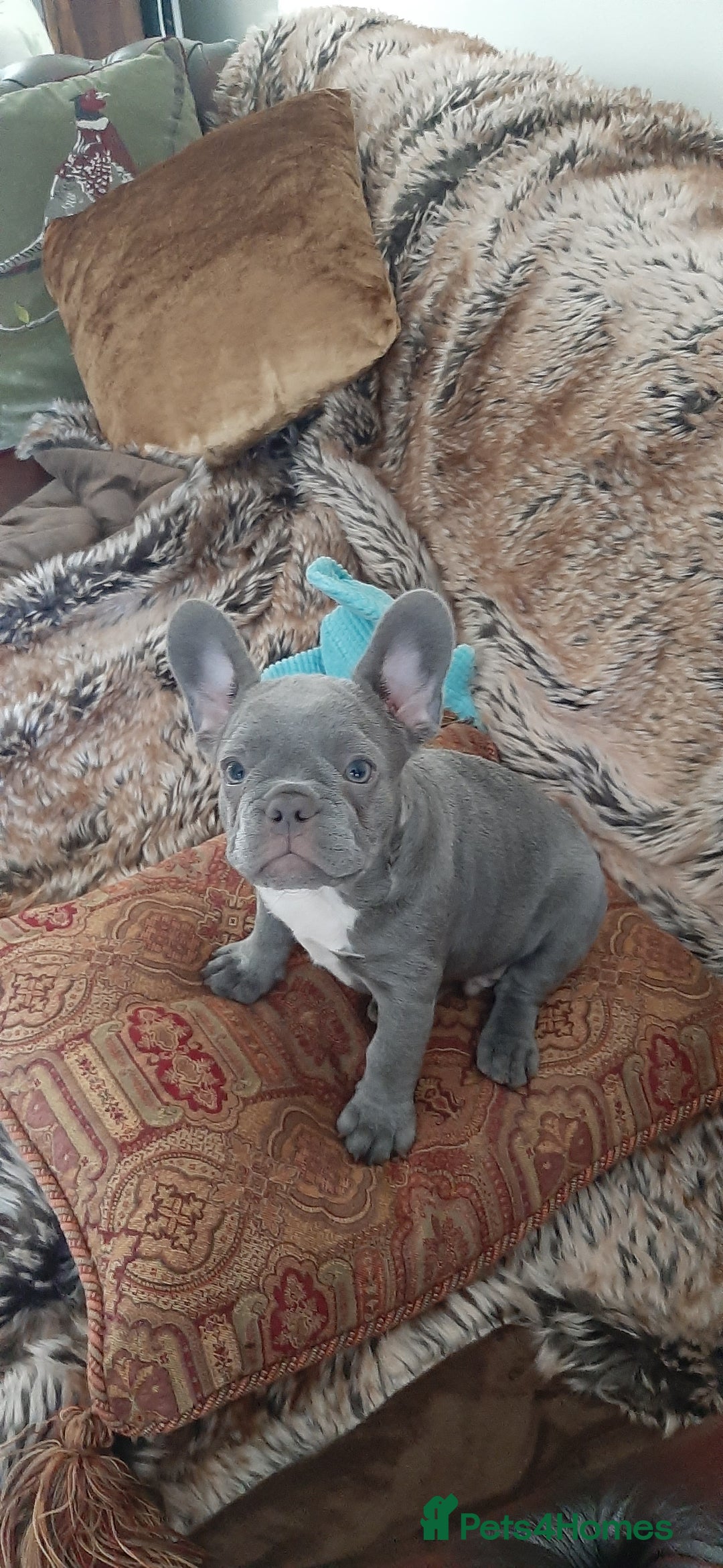 French Bulldog dogs for sale: . ffrench micro bull terrier puppy.14 weeksksks  - Image 4