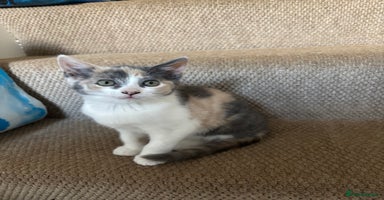 Mixed Breed cats - Advert 15