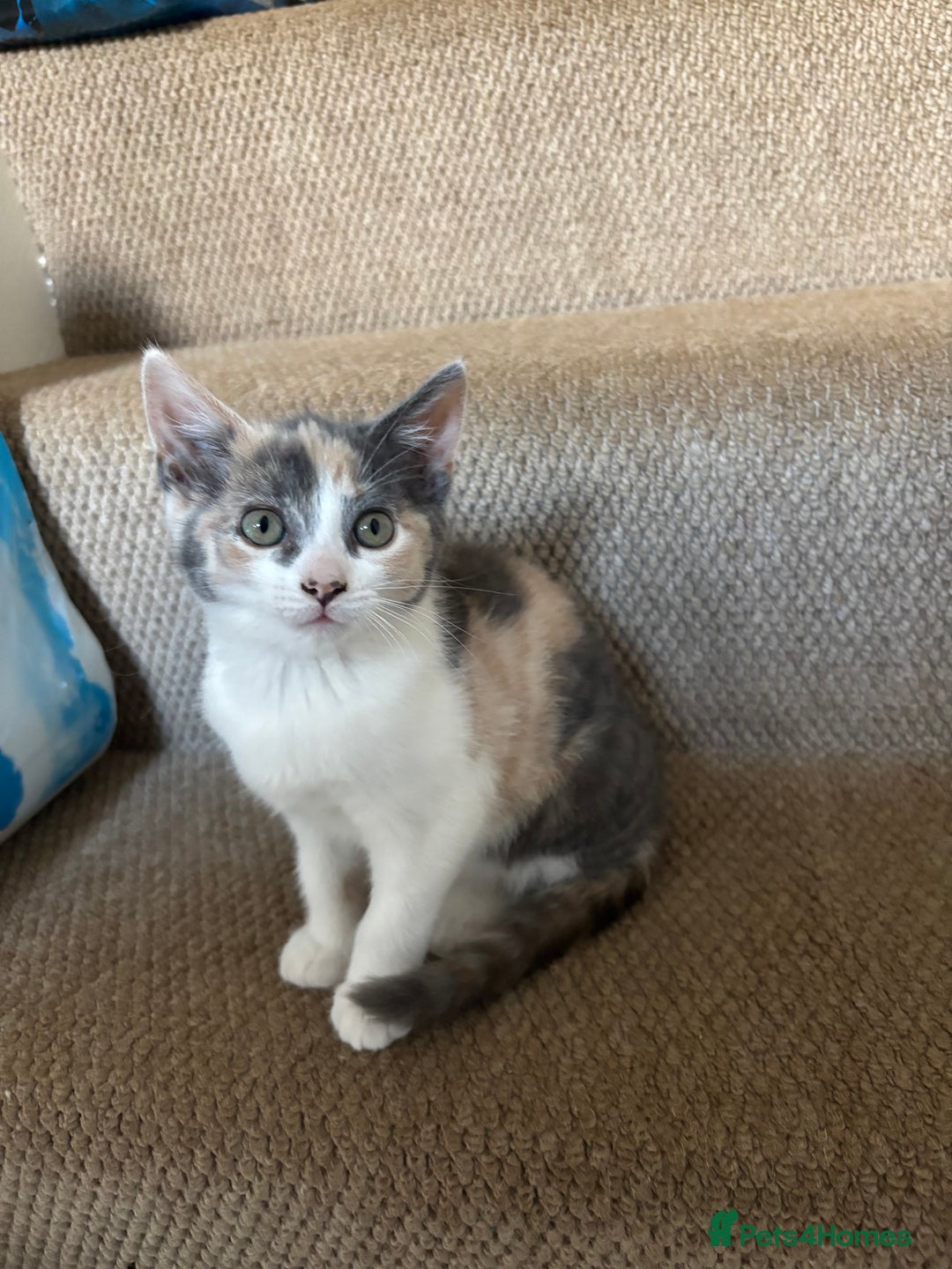 Mixed Breed cats for sale: 4 kittens ready for their new homes  - Image 4