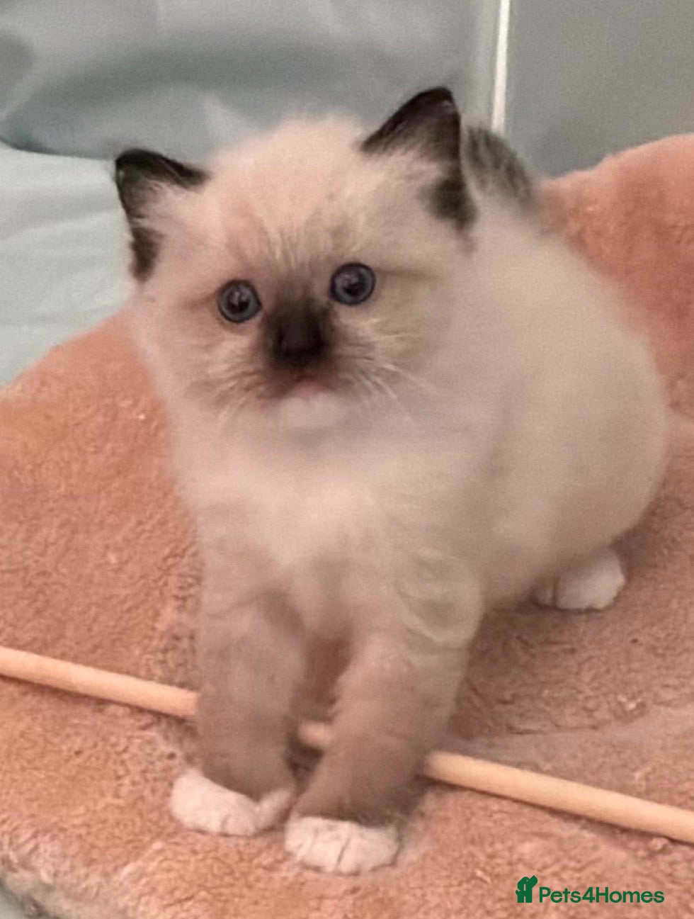 Ragdoll cats Chunky TICA reg Ragdoll - Advert 18