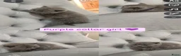 British Shorthair cats for sale: British shorthair kittens  - Advert 3