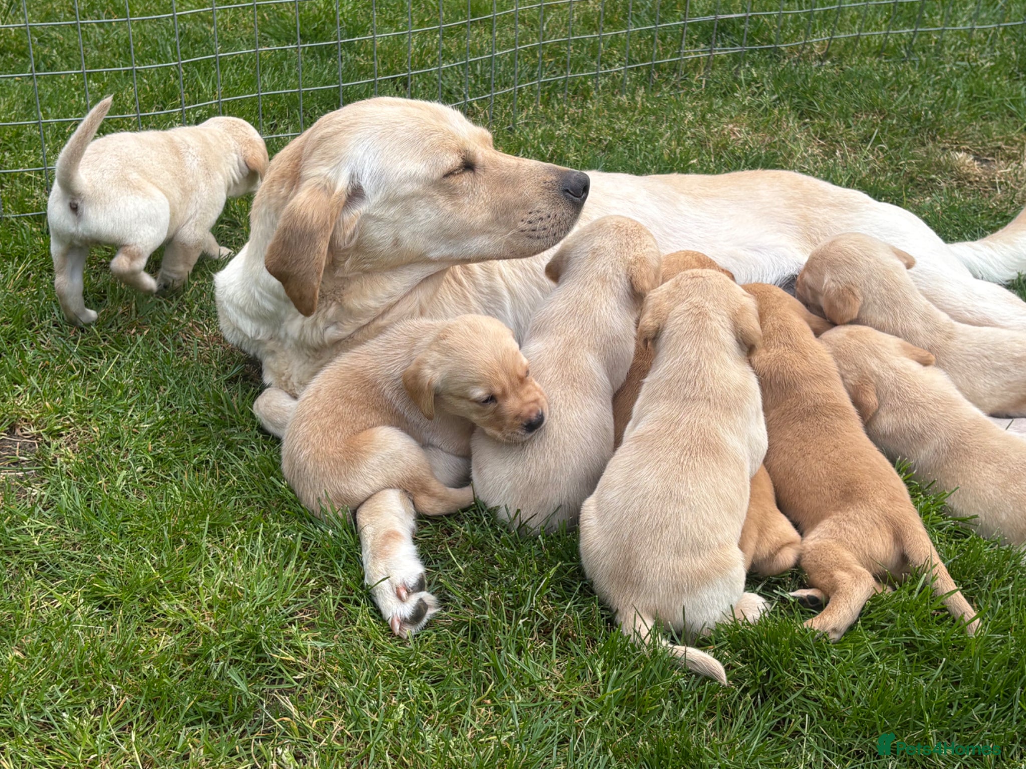 Labrador Retriever dogs KC REG YELLOW LABRADOR RETRIEVER PUPS - Advert 7