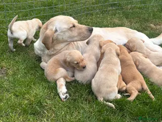 Labrador Retriever dogs KC REG YELLOW LABRADOR RETRIEVER PUPS - Advert 7