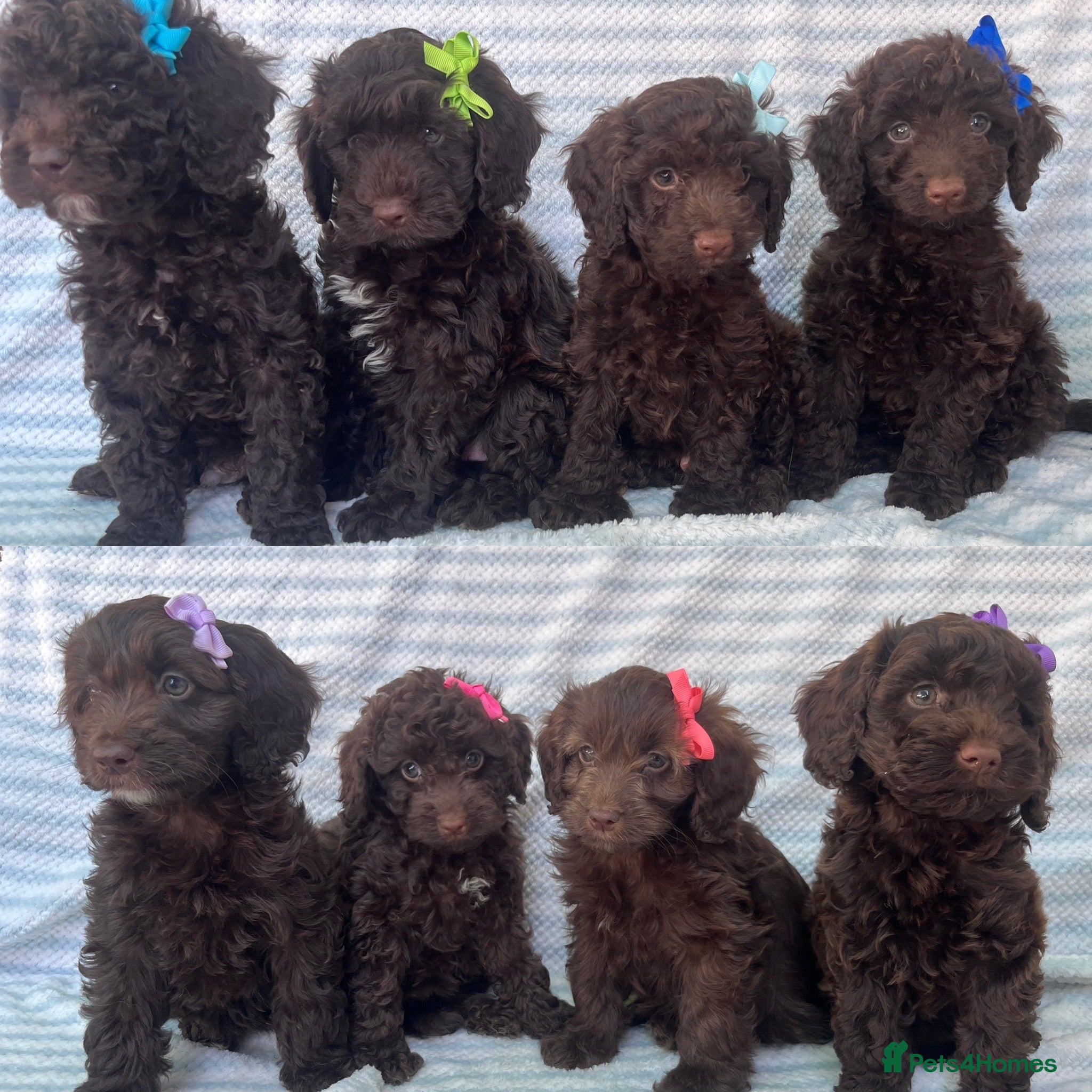Cockapoo dogs CHOCOLATE COCKAPOOS GIRLS/BOYS PUPPYS PRA CLEAR - Advert 1